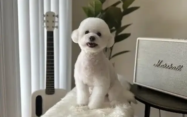 Joy Dog Grooming in Wheeling, IL
