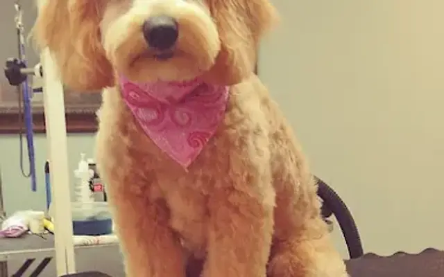 Black Dog Grooming Salon in Durham, CT