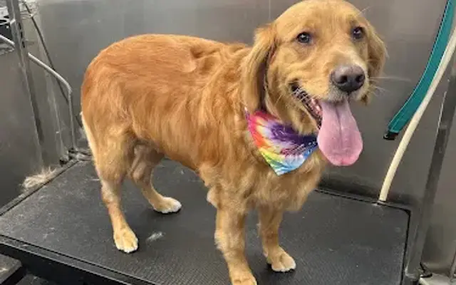 The Dog Garage Mobile Pet Salon in Haltom City, TX