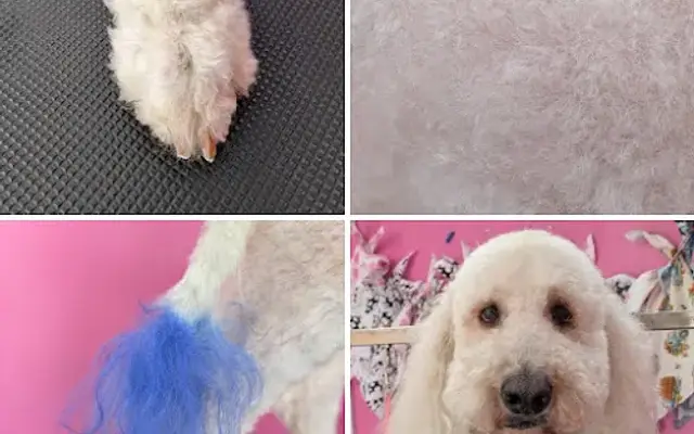 Bubulaba Pet Grooming in Houston, TX