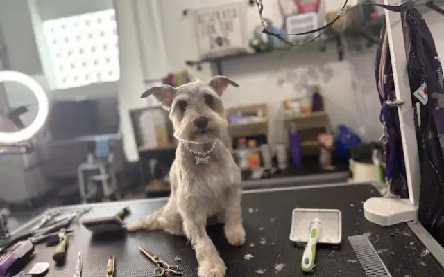 Wags and Whiskers LLC in Monroe, WI