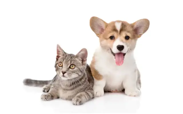 Canine Clips in Markleville, IN
