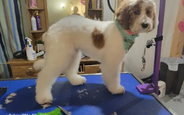 Rhondas Wags and Wiggles Dog Grooming Amazing Prices Zimmerman, Mn 55398 in Zimmerman, MN