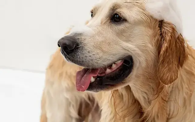 Canine Club in Fresno, CA
