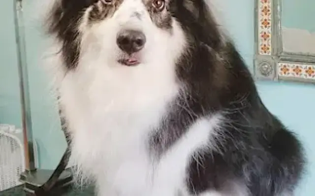 Pooch Parlor in Colorado City, TX