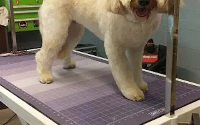 Natalie Adair's Pet Grooming in Minnetrista, MN