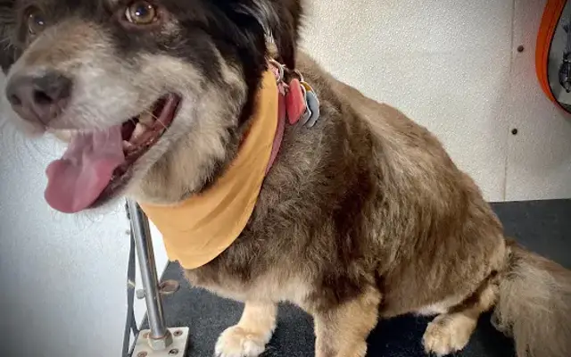 Go Groomer Mobile Grooming And Pet Care in Lubbock, TX