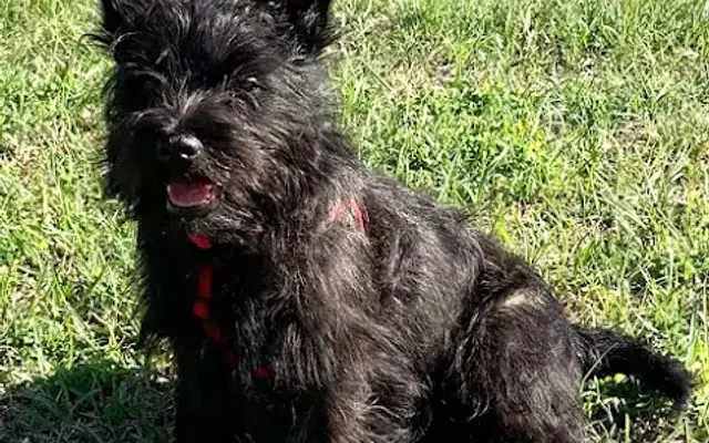 Car-Mir-Jac Cairn Terrier Puppies in Lamar, MO