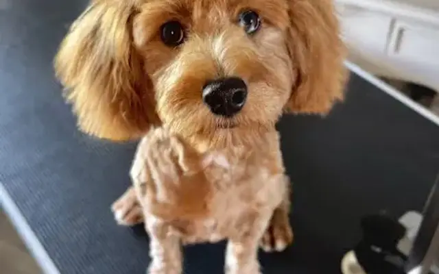 Pawsitively Chic-Grooming Salon in Sikeston, MO