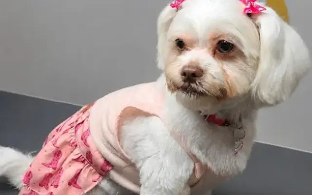 Ziggy Mobile Pet Grooming & Bath in Foster City, CA