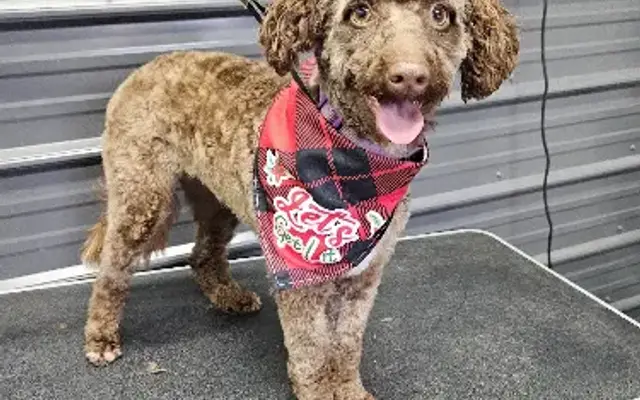 Three Way Grooming in Martinsburg, PA