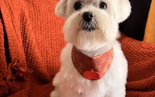 Pawsatively Elegant in Yorba Linda, CA
