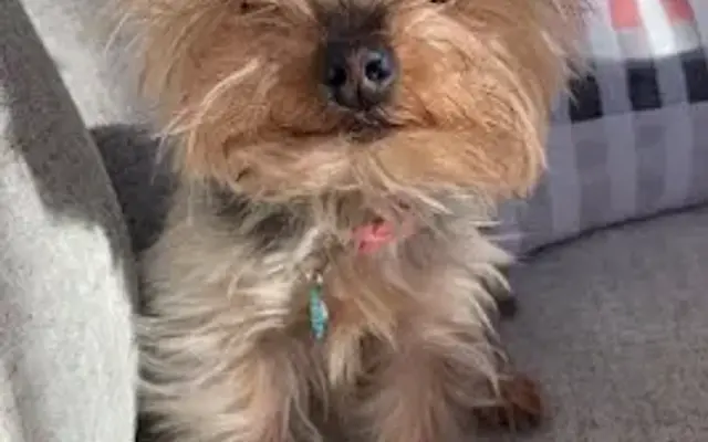 PetSmart Grooming in American Fork, UT