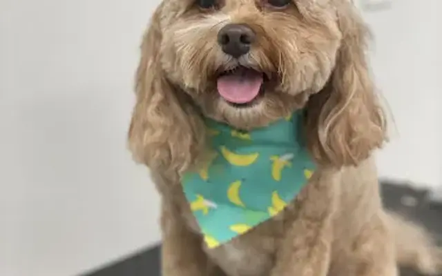 Fluff & Dry Pet Grooming in Greer, SC