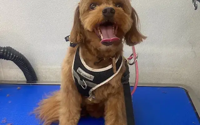 Gemini Grooming in Torrance, CA
