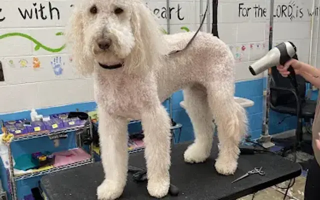 Denise's Dog Grooming in Moulton, AL