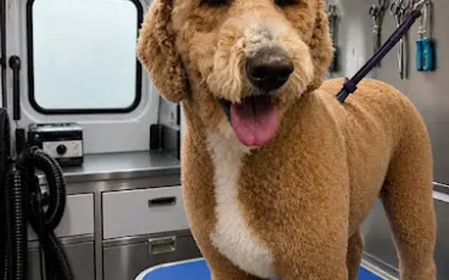 Glamorous Grooming in Tracy, CA