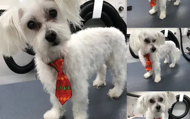 Star Barks Dog Spa in Plant City, FL
