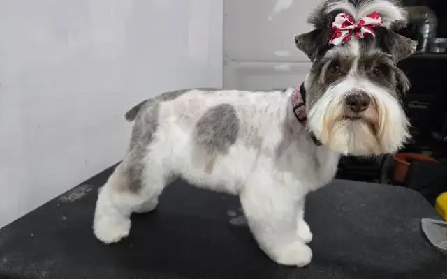 Bree's Paw Spa in Coloma, MI