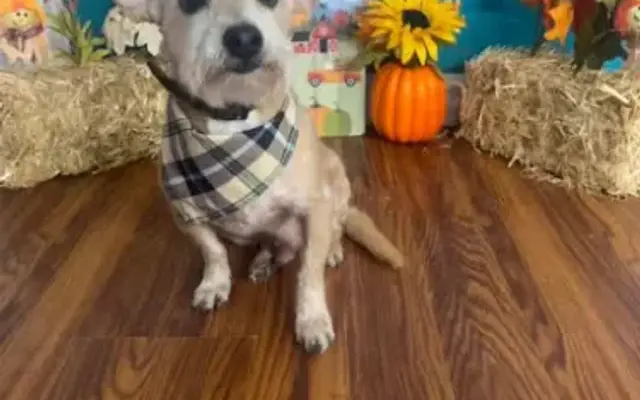 Lucky Dawg Spa & Boarding in Beeville, TX