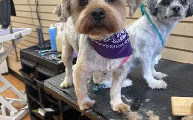Beauty's Grooming in Hawthorne, CA