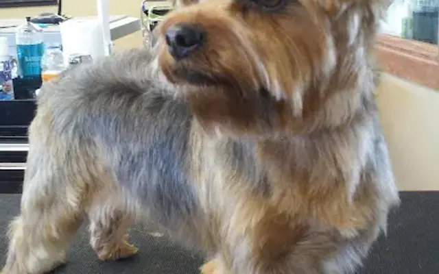 Groomingdale's Salon & Paw*tique in Billings, MT