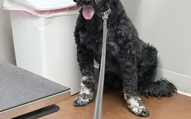 Zionsville Animal Hospital in Zionsville, IN