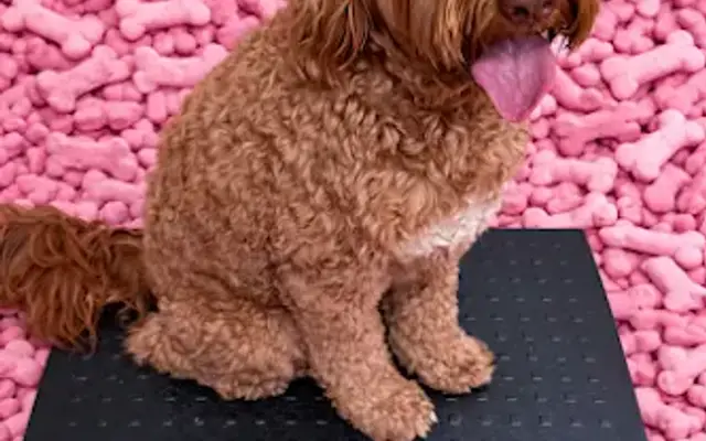 Yanet’s Paradise Pet Resort in Miami, FL