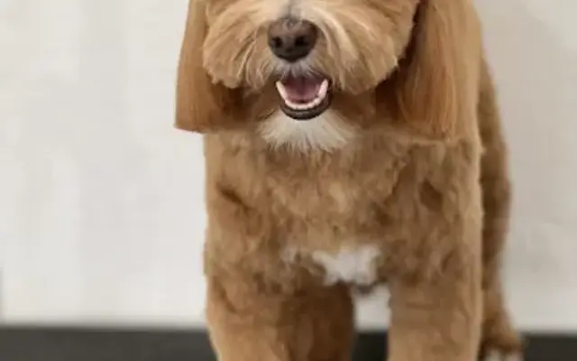 Angel Paws In-Home Grooming, LLC. in Delray Beach, FL