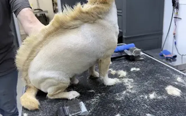 Honeys Pet Salon in Ocala, FL