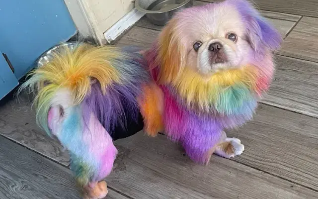 5 Star Pet Grooming in St Cloud, FL