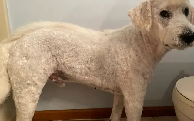Roxie's house call grooming in Dickinson, ND