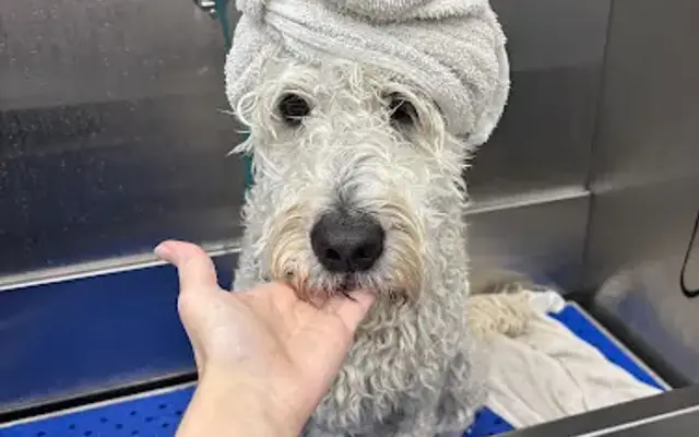 Pet Supplies Plus La Grange Grooming in La Grange, IL