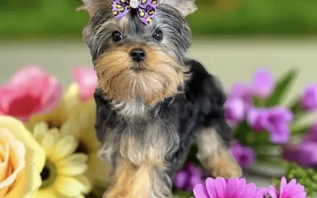 The Groom Room Pet Spa & Boutique LLC in Walker, LA