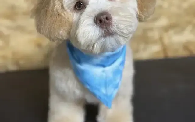 Pampered Pups By Helen in Chino Hills, CA