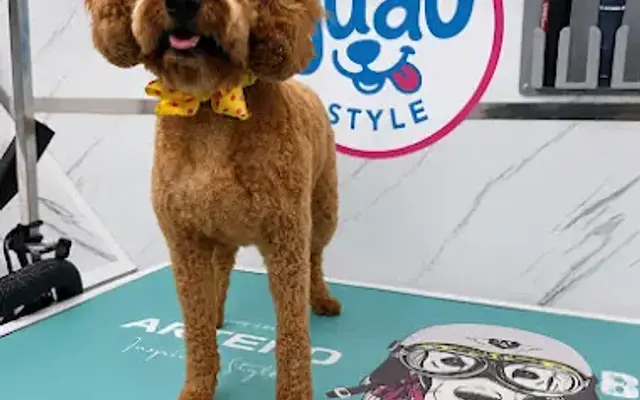Guau Style Grooming in Miami, FL