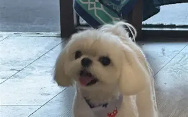 Bubbla Pet Salon in West Covina, CA