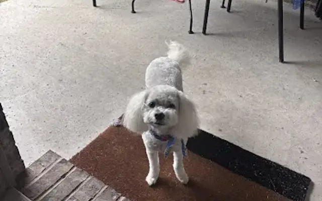Lucky Love Dog Grooming in Waxahachie, TX