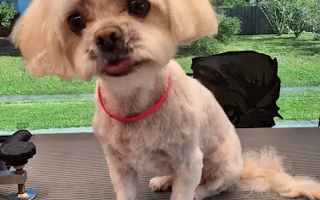 Happy Paws By Lori Luxury Mobile Pet Spa in Orange City, FL