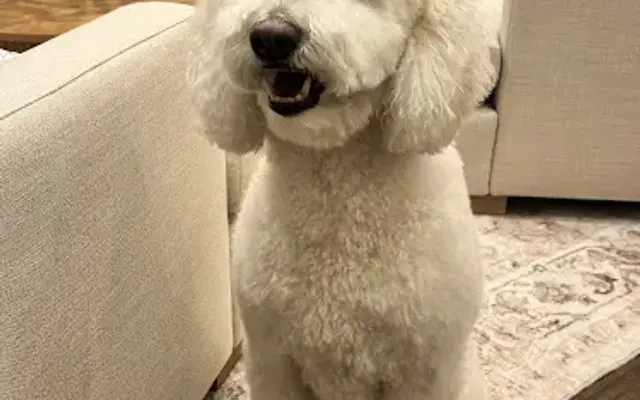 Sam’s Dog Grooming in Tujunga, CA