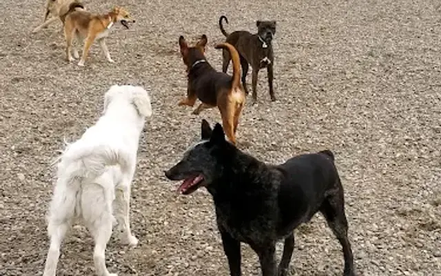 Ameripet Hotel & Pet Center in Idaho Falls, ID