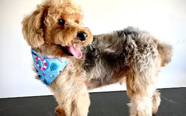 BarkZen Pet Salon & Spa in Gulfport, MS