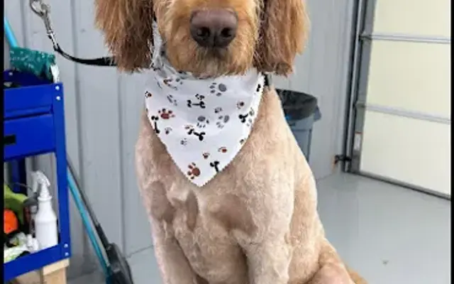 Ry's Dog Grooming in Stanton, MI
