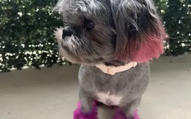 The Doggerie in Charlotte, NC