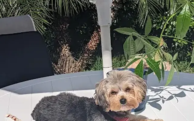 PetSmart Grooming in Boynton Beach, FL
