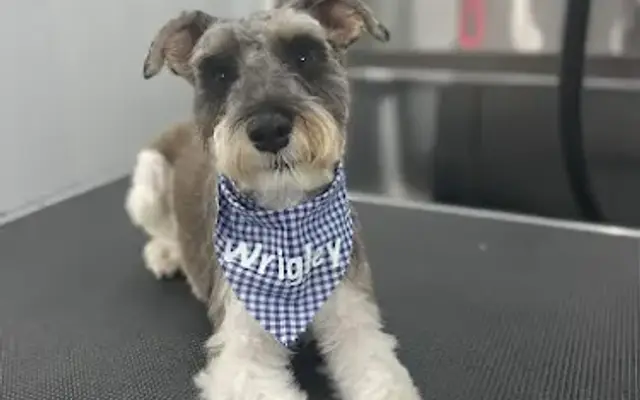 The Grooming Lady in Opelika, AL