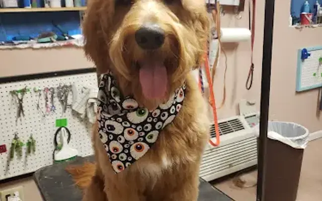 Dapper Dogs, LLC in Sumner, IA