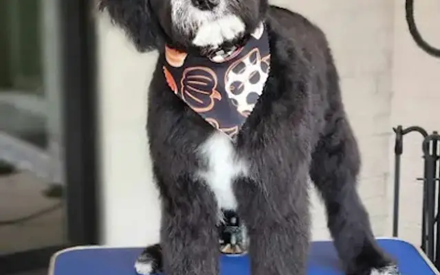 Doggie Styles Housecall Grooming in Greenville, SC