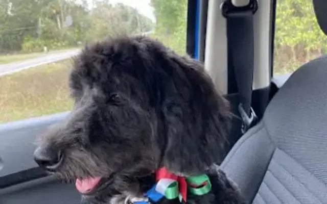 Beth's Pet Services in Perry, FL