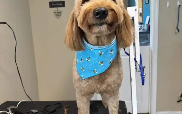 Doolittles Pet Grooming LLC in Kingsburg, CA